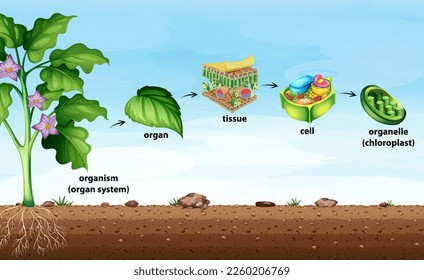 Cell organisation in plants illustration