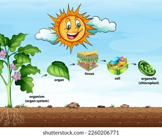 Cell organisation in plants illustration