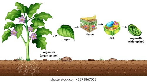 Cell organisation in plants illustration