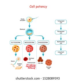 Cell Potency. From Totipotent To Pluripotent, Multipotent, And Unipotent Cell. Endoderm,  Mesoderm And Ectoderm. Development Of Fertilized Egg And Blastocyst To Human Fetus