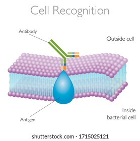 Cell Recognition Functions Membrane Proteins Structure Stock Vector ...