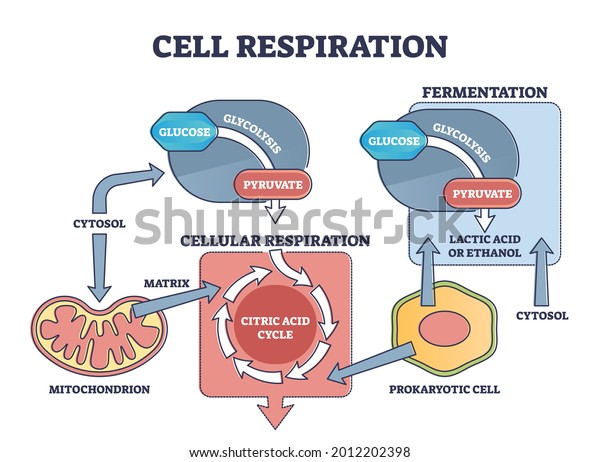 Cell Respiration Process Explanation Biological Stages Stock Vector ...