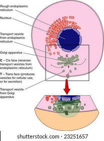 Cell Showing Golgi Apparatus