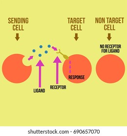 Cell signaling or sending cell vector