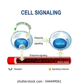 Cell Signaling. Signalling Mechanism In Cells: Intracrine, Autocrine And Endocrine Signals.