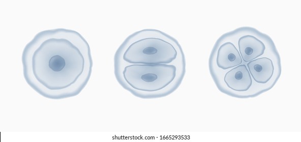 Cell stem isolated on white background. Vector reproduction conception. 3d dna nucleus cells patern.	
