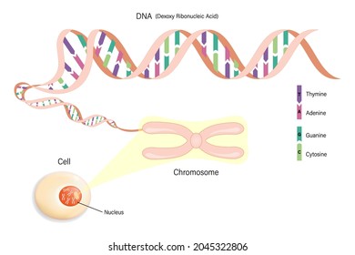 Cell structure, Chromosome, and DNA(Deoxyribonucleic Acid). Genome sequence.