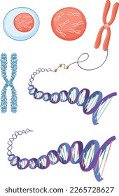 Cell structure chromosome histone and DNA illustration