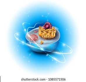 Cell structure, cross section of the cell detailed colorful anatomy