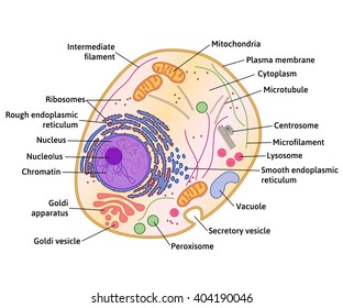 Cell structure, cross section of the cell detailed anatomy with description
