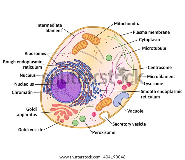 Cell structure, cross section of the cell\
detailed anatomy with\
description