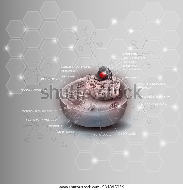 Cell Structure Cross Section Cell Detailed Stock Vector (Royalty Free ...
