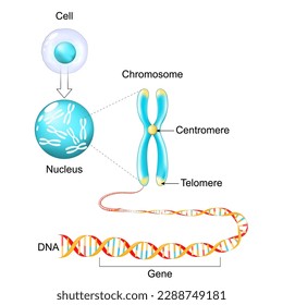 Estructura de celda. Material genético del gen al ADN y cromosoma. secuencia genómica. Biología molecular. Afiche del vector