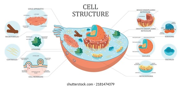 Cell Structure. Medical Vector Illustration.