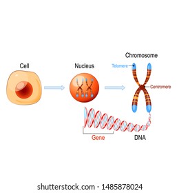 Cell Structure. Nucleus with chromosomes, DNA molecule (double helix), telomere and gene (length of DNA that codes for a specific protein). Genome research