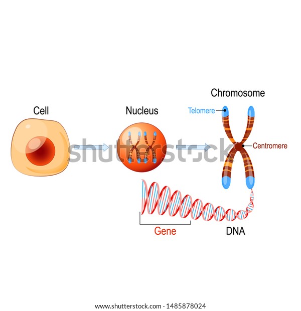 Cell Structure. Nucleus with\
chromosomes, DNA molecule (double helix), telomere and gene (length\
of DNA that codes for a specific protein). Genome\
research