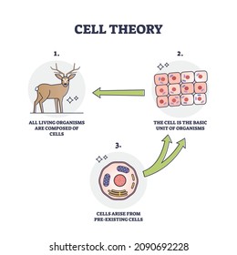 Cell theory for evolution and pre existing cells development outline diagram. Labeled educational historic organism transformation progress stages and steps vector illustration. Scientific explanation