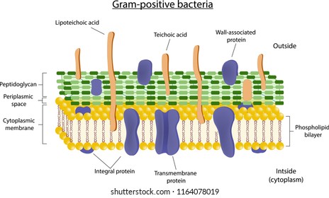 peptidoglycan structure in gram positive bacteria