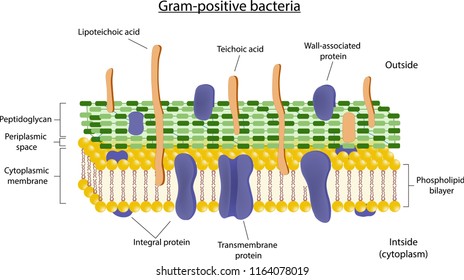 Cell Wall Structure Of Gram-positive Bacteria