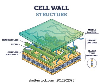 Cell Wall Structure With Plant Cellular Parts Description Outline Diagram. Labeled Educational Model Components Description With Hemicellulose, Pectin And Cellulose Microfibril Vector Illustration.