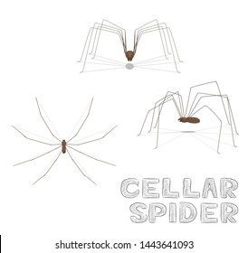 Cellar Spider Cartoon Vector Illustration