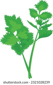 The Cellery Leaves Vegetables Colorful Vector Illustration