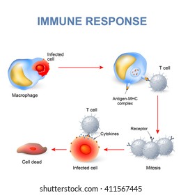 Cell-mediated immunity. immune response