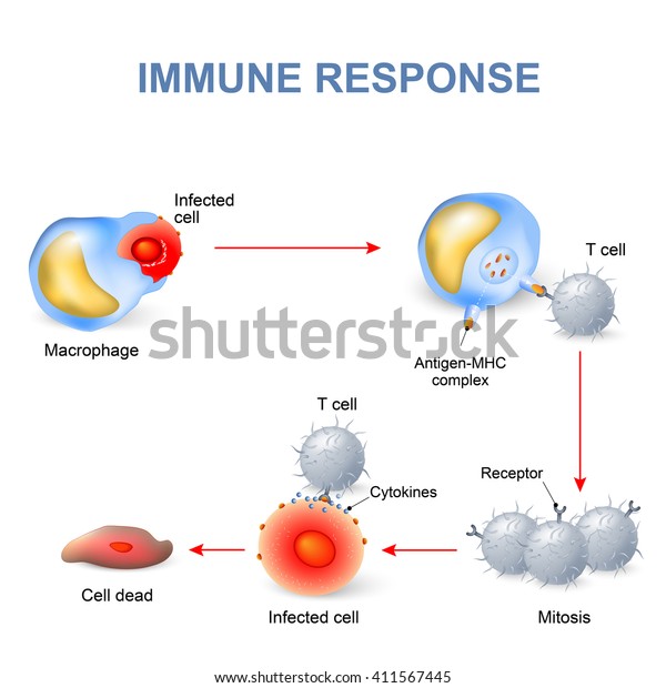 Cell-mediated immunity. immune\
response