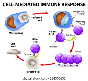 Cell-mediated immunity. T lymphocytes do not secrete antibodies. this response incorporates activated macrophages, killer cells, antigen-specific cytotoxic T-lymphocytes, and cytokines.