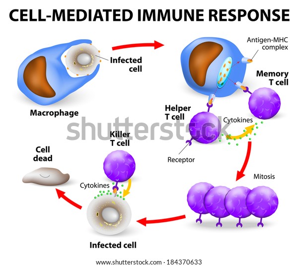 Cell-mediated\
immunity. T lymphocytes do not secrete antibodies. this response\
incorporates activated macrophages, killer cells, antigen-specific\
cytotoxic T-lymphocytes, and\
cytokines.