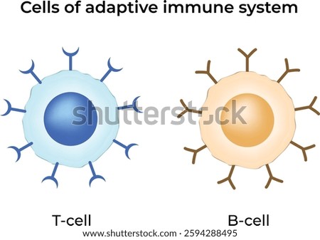 Cells of the Adaptive Immune System Design Vector Illustration