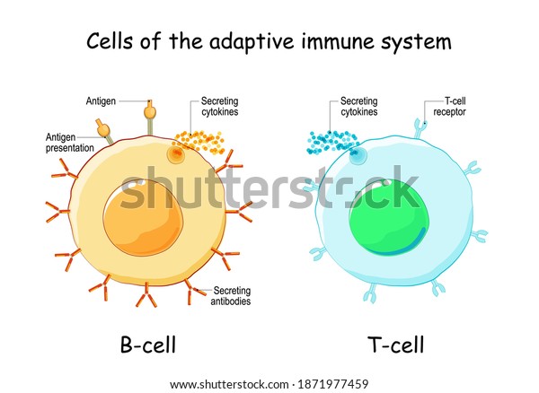 Cells of Adaptive\
immune system (immune response). B lymphocyte and T-cell. Types,\
and function of lymphocytes. Infographics. Vector illustration on\
white background.
