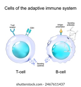 Cells of the adaptive immune system. Structure and Anatomy of T-cell and B-cell. Immunological memory. Lymphocytes of Cell-mediated immunity. Vector illustration