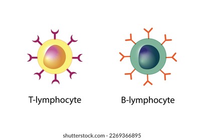 Zellen des adaptiven Immunsystems. T-Lymphozyt und B-Lymphozyt