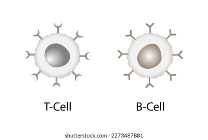 Zellen des adaptiven Immunsystems. T-Lymphozyten und B-Lymphozyten. Vektorgrafik.