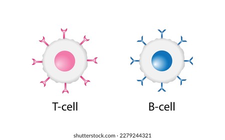Cells of adaptive immune system. T cell and B cell. T- lymphocyte and B-lymphocyte. Vector illustration.