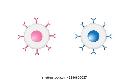 Células del sistema inmune adaptativo. T y B. linfocito T y linfocito B. Ilustración vectorial.