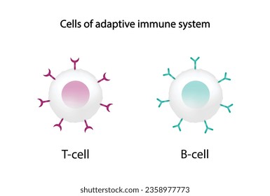 Cells of adaptive immune system. T cell and B cell. T- lymphocyte and B-lymphocyte. Vector illustration.