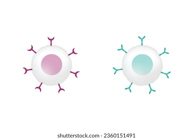 Células del sistema inmune adaptativo. T y B. linfocito T y linfocito B. Ilustración vectorial.