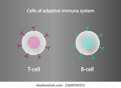 Zellen des adaptiven Immunsystems. T-Zellen und B-Zellen. T-Lymphozyten und B-Lymphozyten. Vektorgrafik.