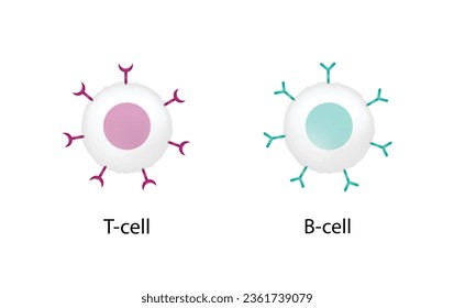 Células del sistema inmune adaptativo. T y B. linfocito T y linfocito B. Ilustración vectorial.