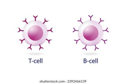 Células del sistema inmune adaptativo. T y B. linfocito T y linfocito B. Ilustración vectorial.