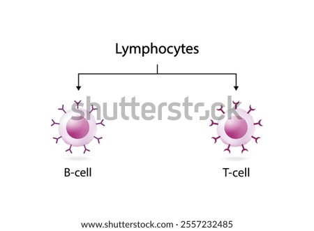 Cells of adaptive immune system. T cell and B cell. T- lymphocyte and B-lymphocyte. Vector illustration.