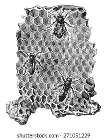 Cells of a beehive, vintage engraved illustration. La Vie dans la nature, 1890. 