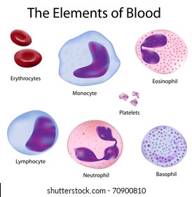 The cells of the blood depicted with accuracy
