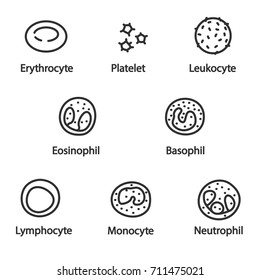 The cells of the blood, icon set. lines with editable stroke. Erythrocyte, platelet, leukocyte, monocyte, eosinophil, basophil, neutrophil, lymphocyte. Collection of linear icons.