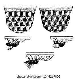 Cells Constructed by Bees these bees always accommodate themselves to the nature of the hive vintage line drawing or engraving illustration.