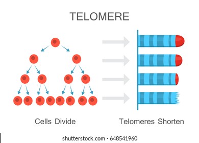 Zellen teilen - Telomeres verkürzen. Vektorgrafik