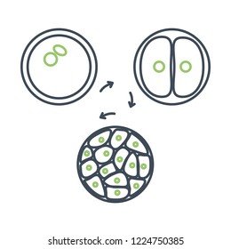 Cells division icon. Embryo cells division process illustration.