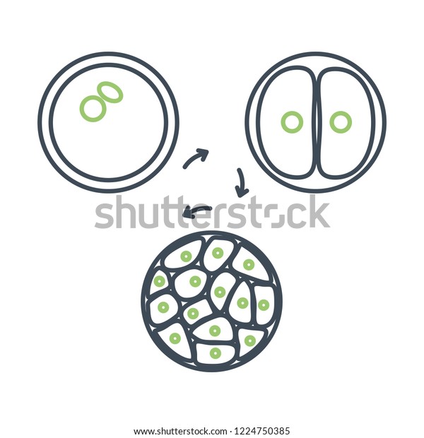 Cells division icon. Embryo cells division\
process illustration.